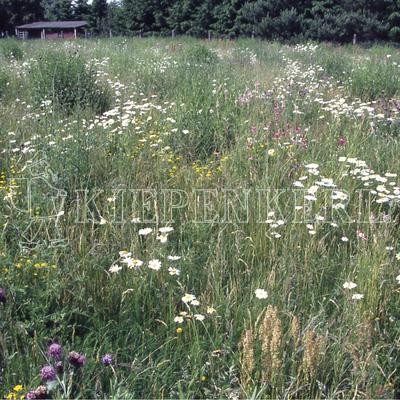 Kiepenkerl RSM 8.1.3 Biotopmischung 1kg Samen