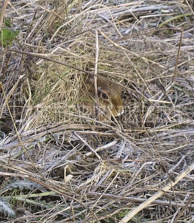 Kiepenkerl Wildschutzmischung WSM 1® 10 Kg