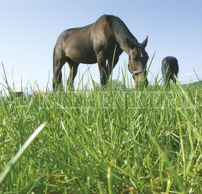 Country Horse 2122 Pferdeweide Kräutermenü Samen 1,5 kg