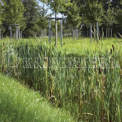 Kiepenkerl RSM 8.1.1 Biotopmischung 1kg Saatgut