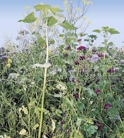 Kiepenkerl Flugwildmischung Blütenzauber 10 Kg