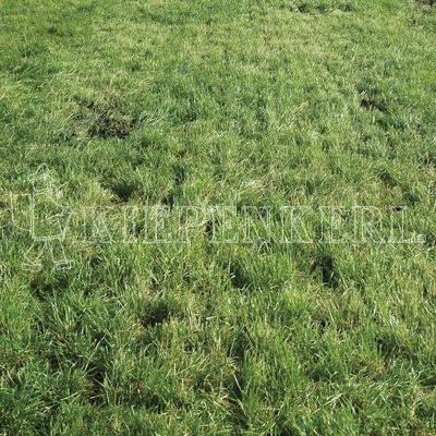 Country Horse 2118 Pferdeweide 10Kg Samen