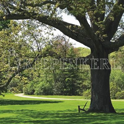 Kiepenkerl RSM 7.1.1 Landschaftsrasen Standard 10 kg Grassamen