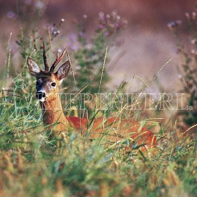 Kiepenkerl Wildschutzmischung WSM 3® 10 Kg