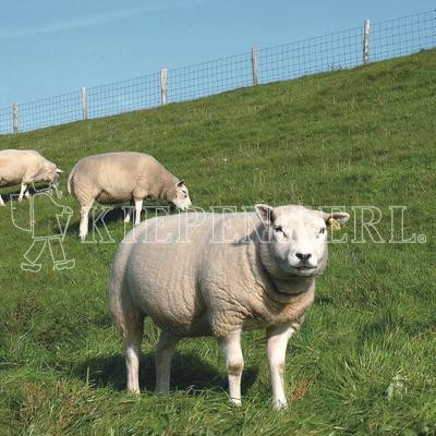 Kiepenkerl Deichbegrünung DSV 900 10 kg