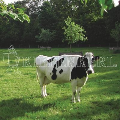 Kiepenkerl Weidemischung Standard G II mit Klee 10 Kilo Samen