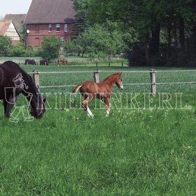 Country Horse 2117 Pferdeweide Rasensamen 10 kg